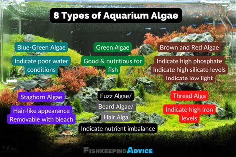 algae fish|The 19 Best and Most Effective Algae.